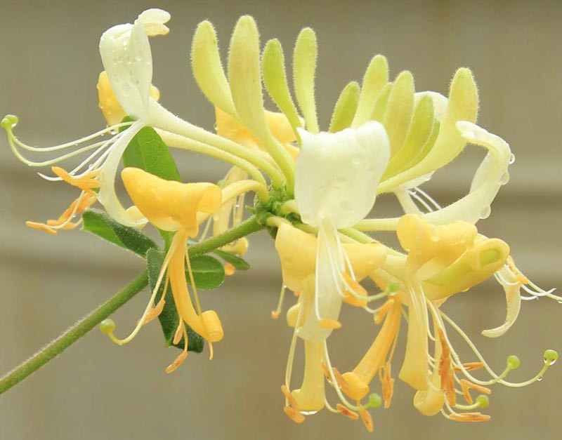Lonicera periclymenum 'Scentsation' (Dutch Honeysuckle)